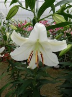 [5265 Casa Blanca A1 No01.JPG]